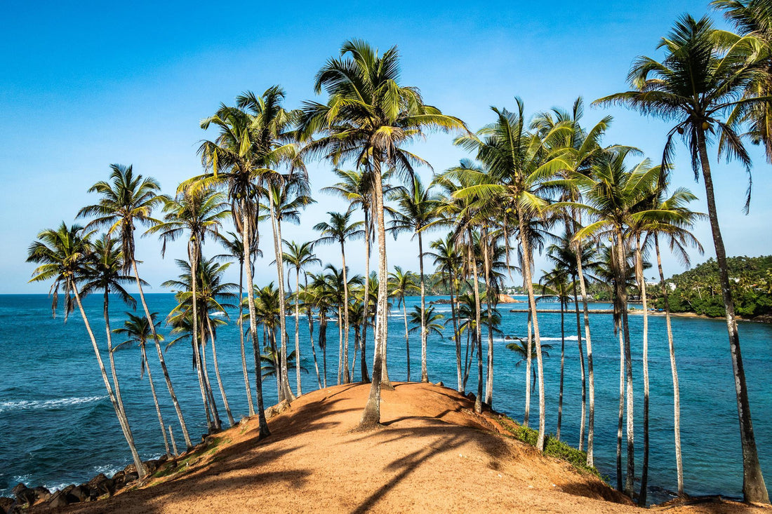 Why Is Sri Lankan Coconut Oil Famous In The World?